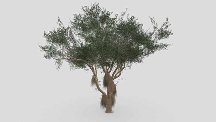 Ficus Benjamina Tree-S13 3D Model