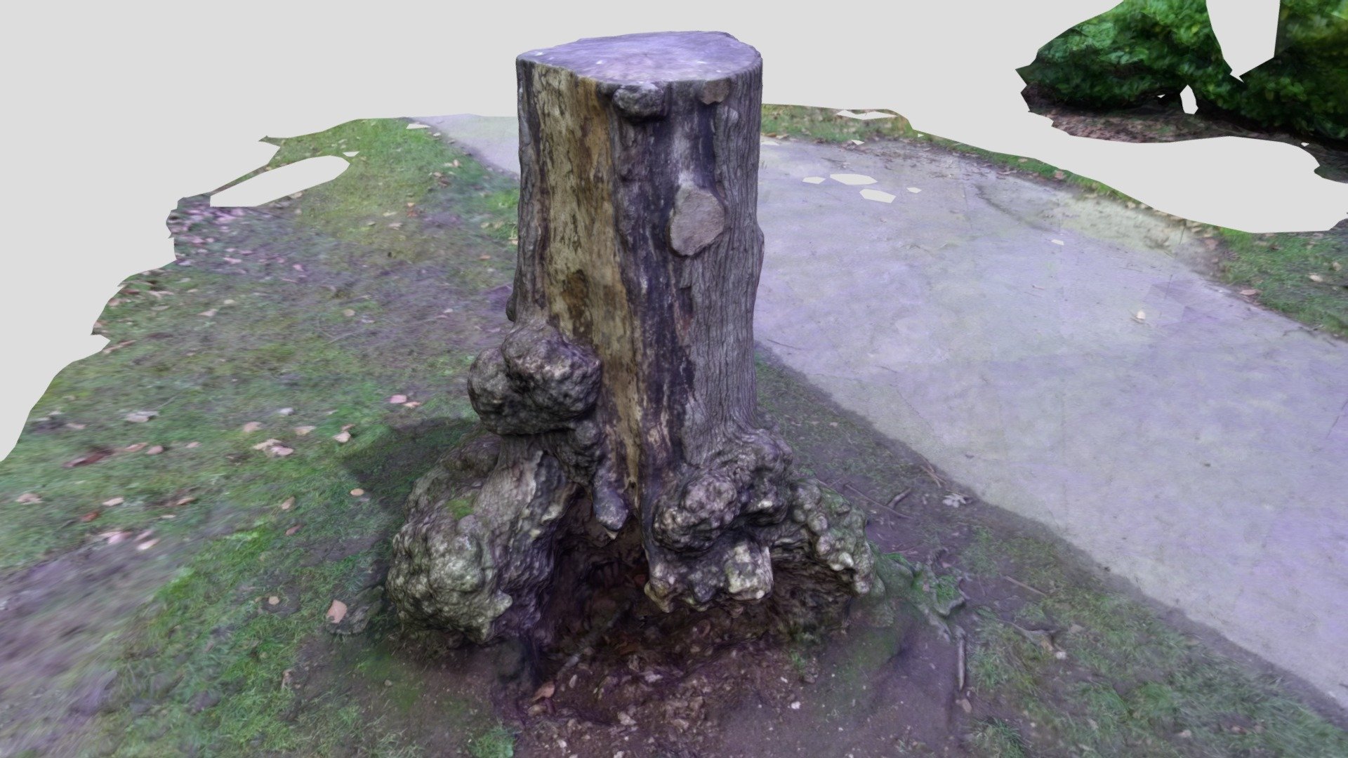 Tree Stump FREE 3D Scan Project A1