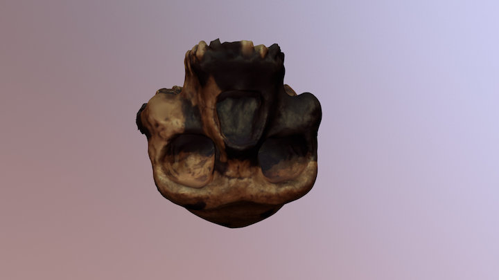 Homo erectus Zhoukoudian Peking Man 3D Model