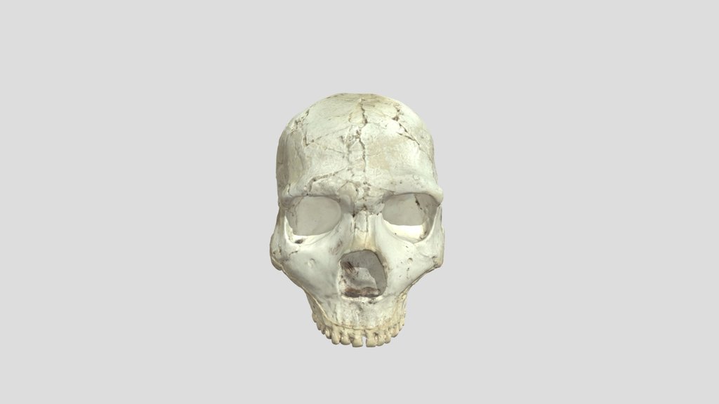 Amud-1 - Skull
