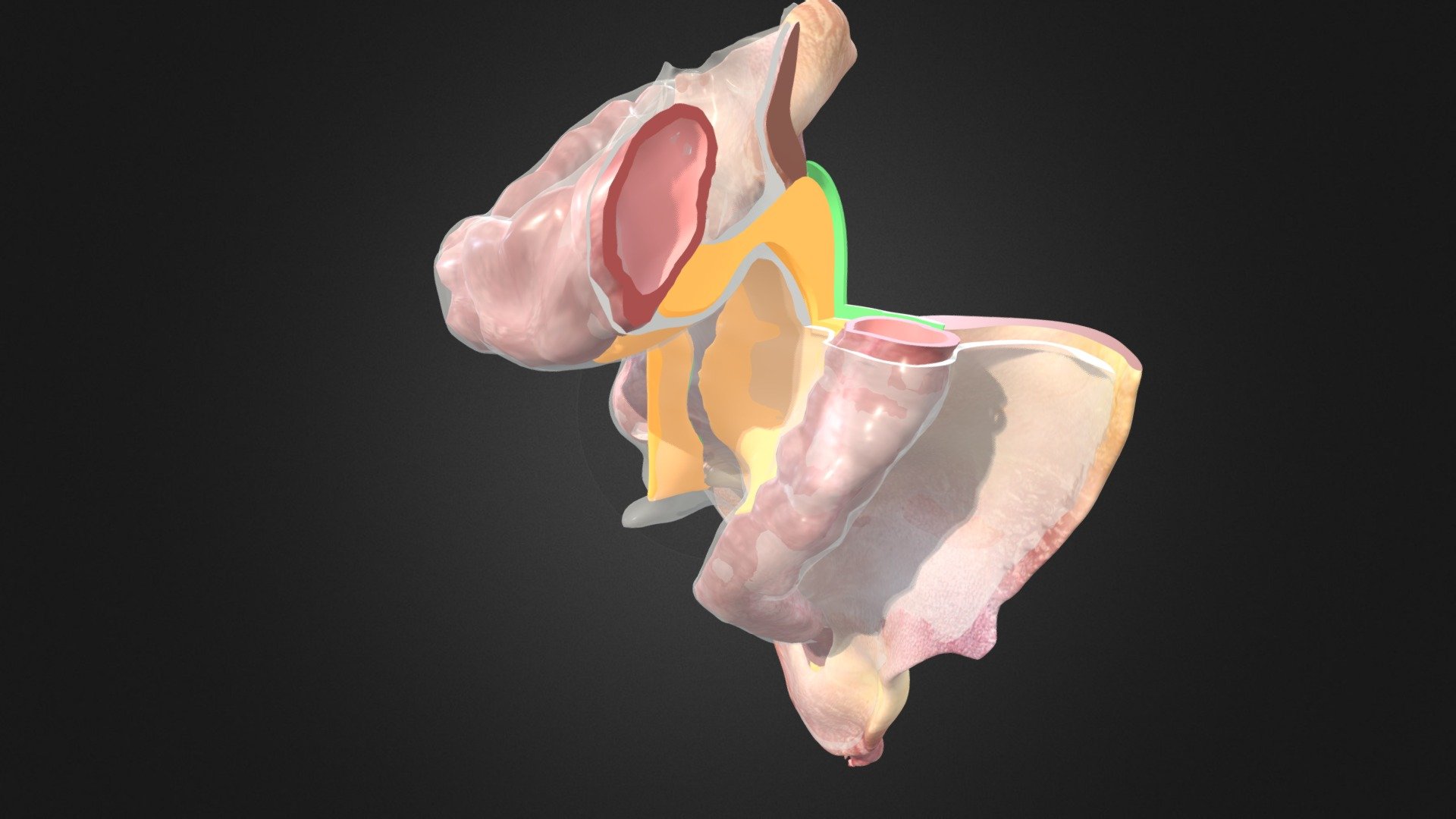 QR 10 – Splenic region with flexure removed — Sketchfab embed 3D viewer