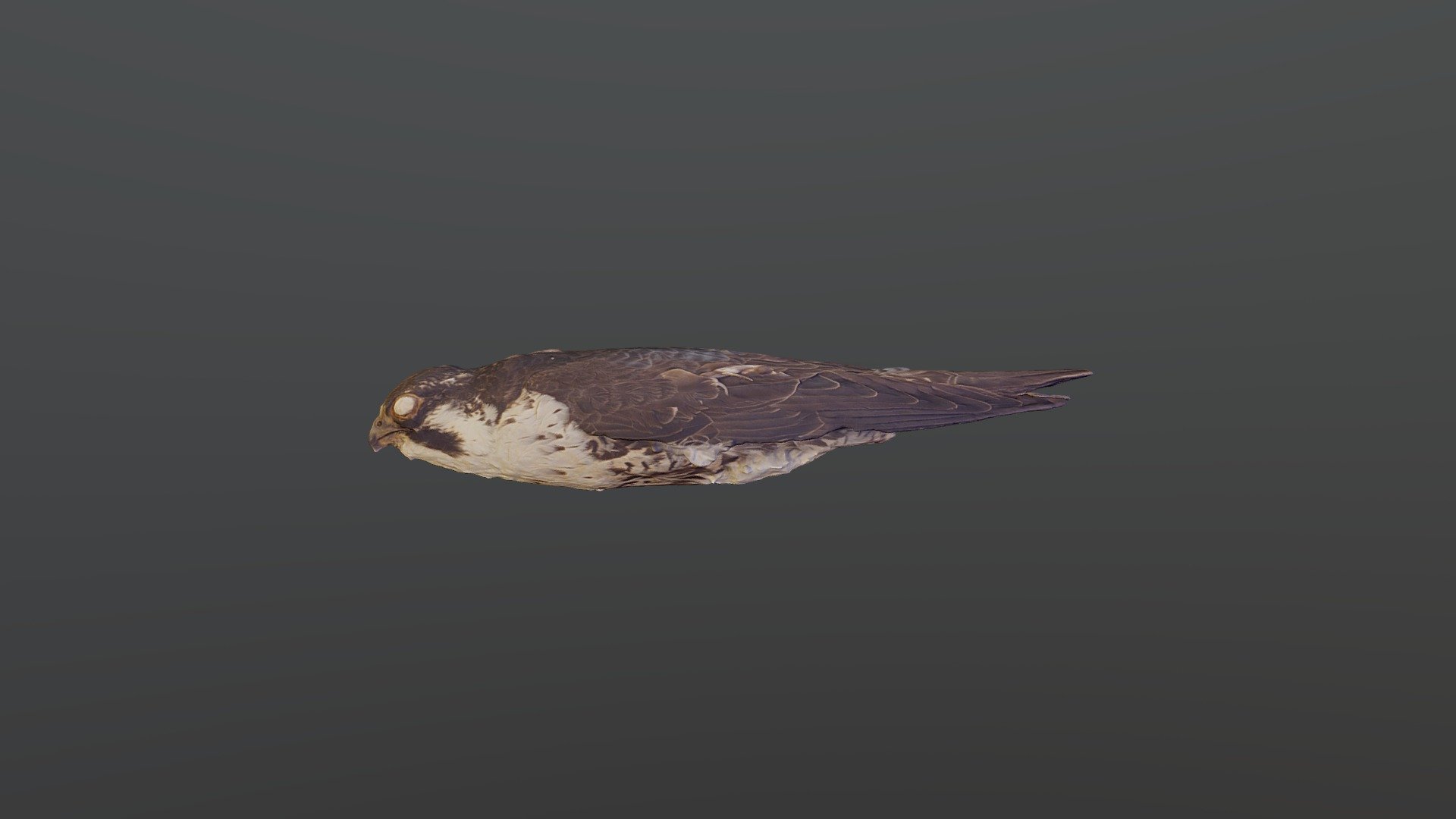 Peregrine Falcon - Falco peregrinus - Download Free 3D model by ...