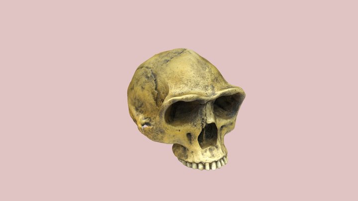 Peking Man Skull 3D Model