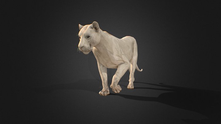 Lion walking Animation 3D Model