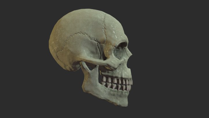 [Animated] Human Cranium 3D Model
