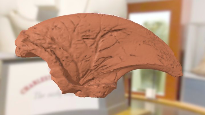 ChM PV4803 - Ground sloth claw 3D Model