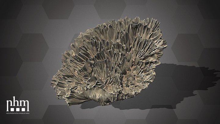 T. symphylloides (NHMW-ZOO-EV-0015362) – Free 3D Model STL