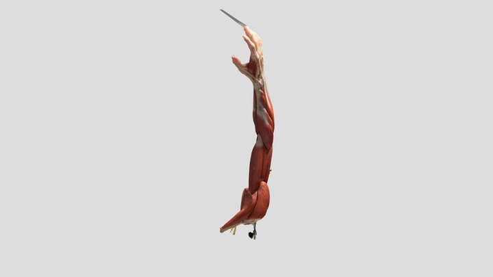 Human Arm 3D Model