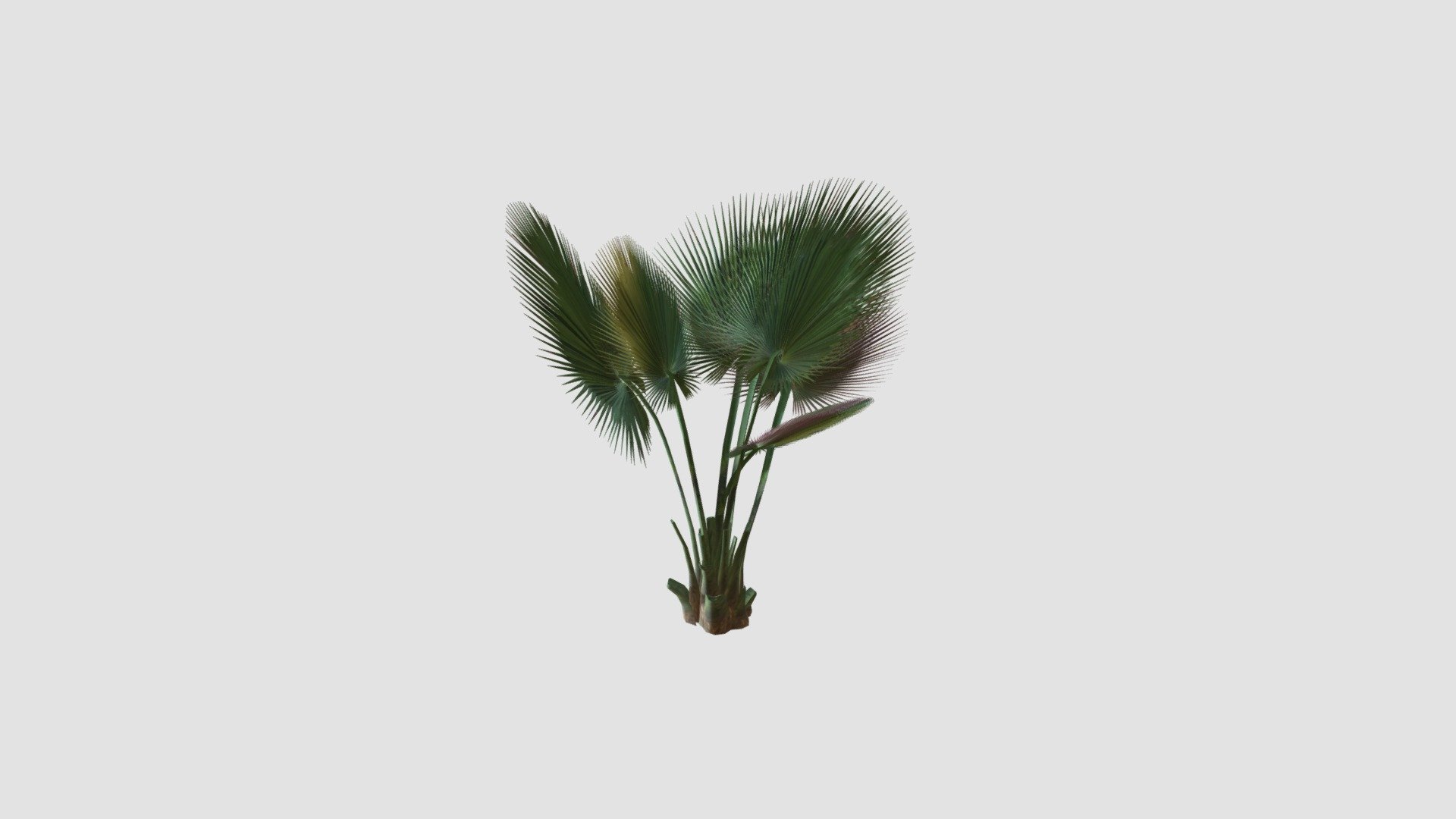 Copernicia baileyana — Sketchfab embed 3D viewer