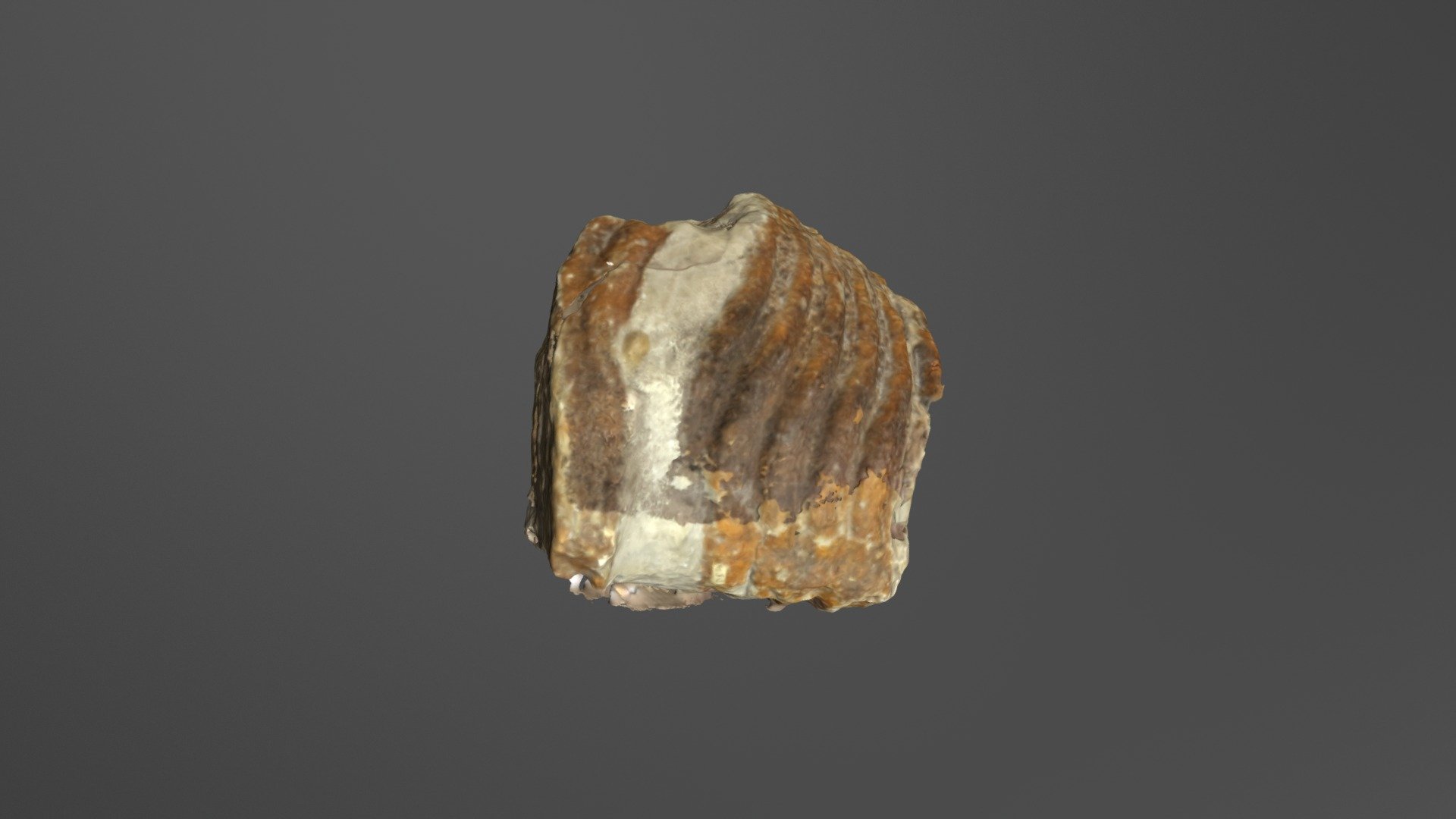Mammoth lower 3rd molar (V30), Woodhull, IL