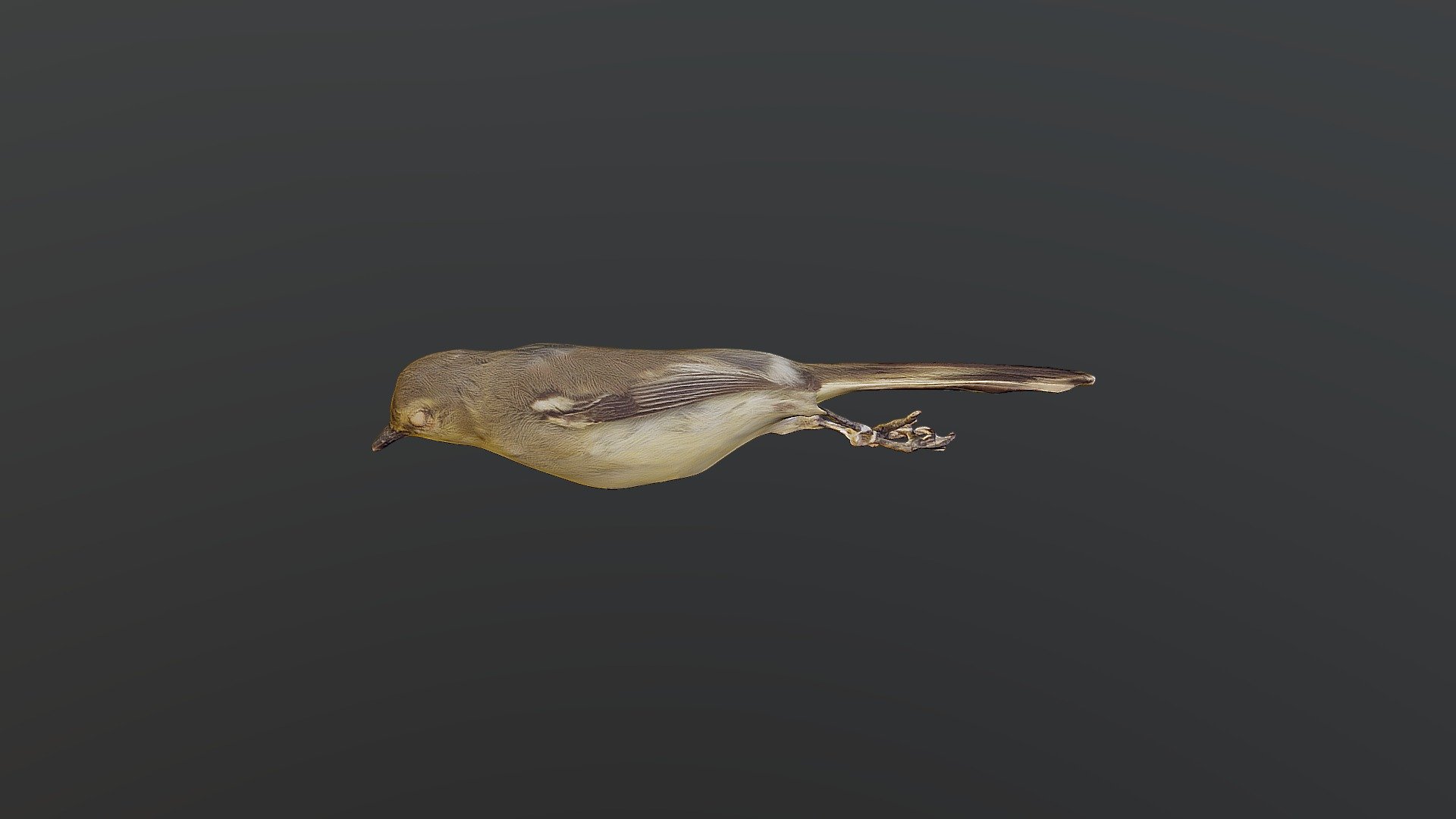 Lesser WagtailTyrant Stigmatura napensis Download Free 3D model by