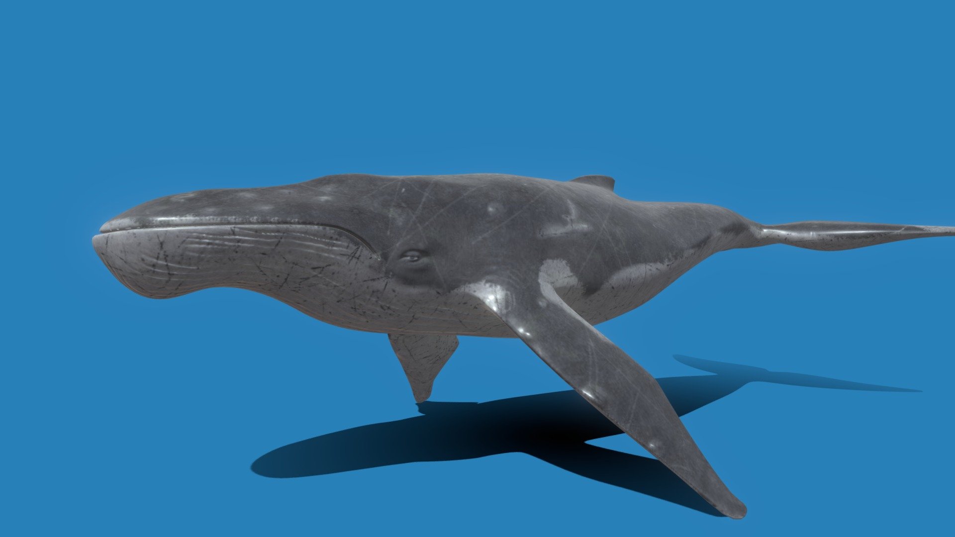 Whale - Buy Royalty Free 3D model by Rzyas [af22823] - Sketchfab Store