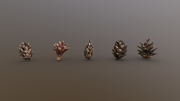 Pine cones 3D Model