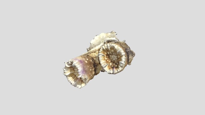 corallite Polycyathus muellerae (cat14) 3D Model