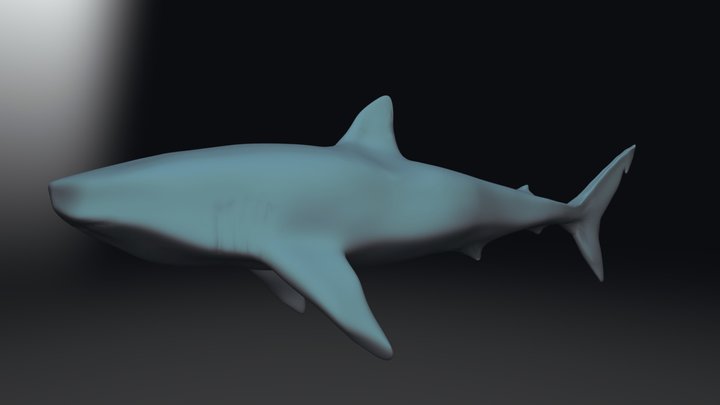 Shark Sculpt 3D Model