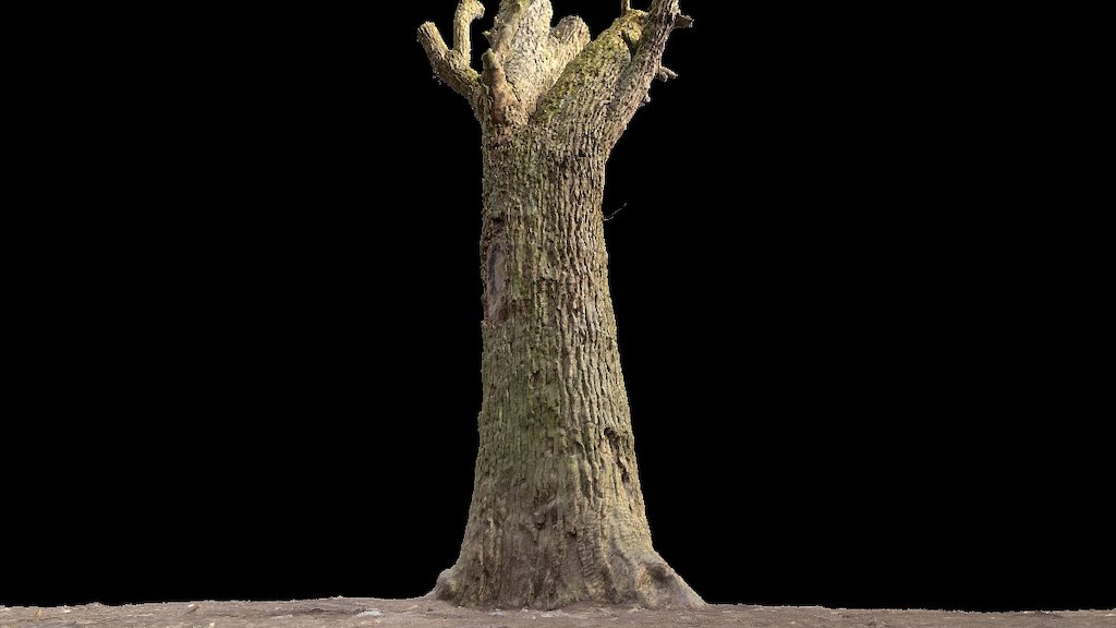 Old pear tree