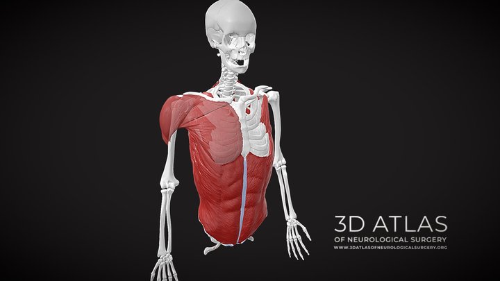 Trunk muscles superficial 3D Model