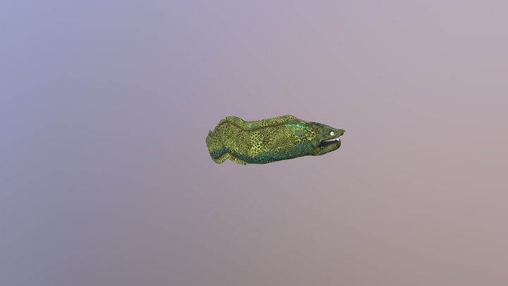 Shak the eel 3D Model