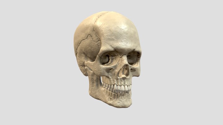 Realistic Caucasian European Human Skull 3D Model