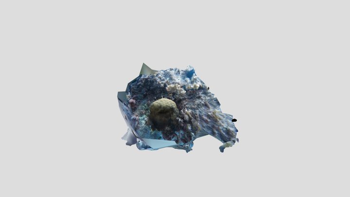 Cladocora caespitosa 3D Model