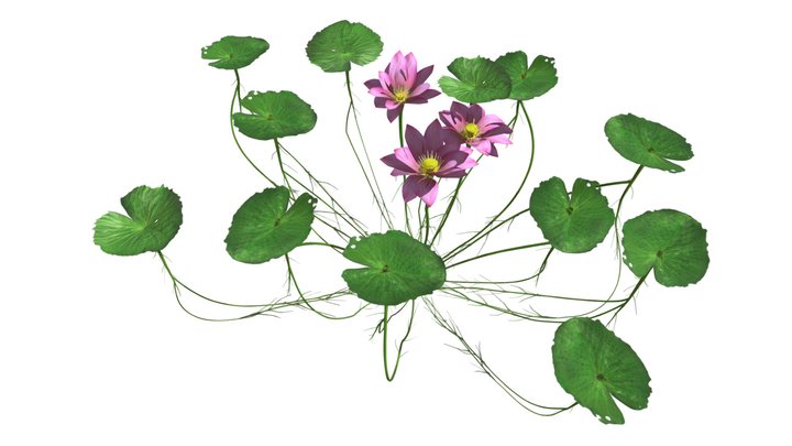 Lotus Flower #05 3D Model