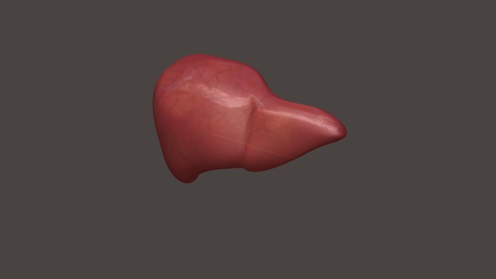 Liver 3D Model
