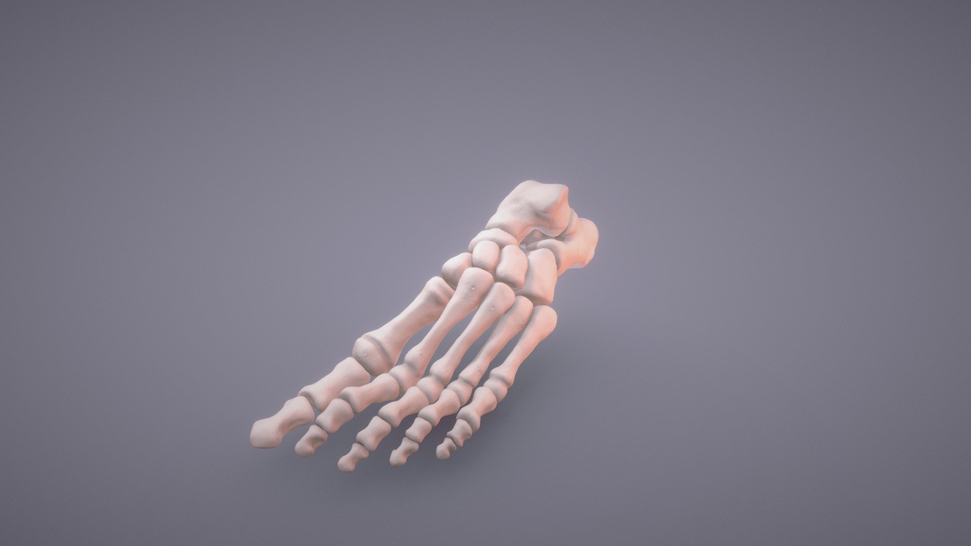 Foot Bones