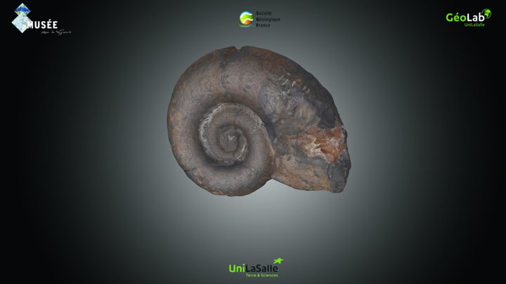 Ammonite - Lytoceras sp. – Kostenloses 3D-Modell STL