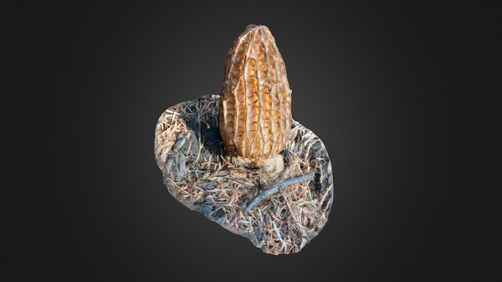 Morrel Mushroom 3D Model