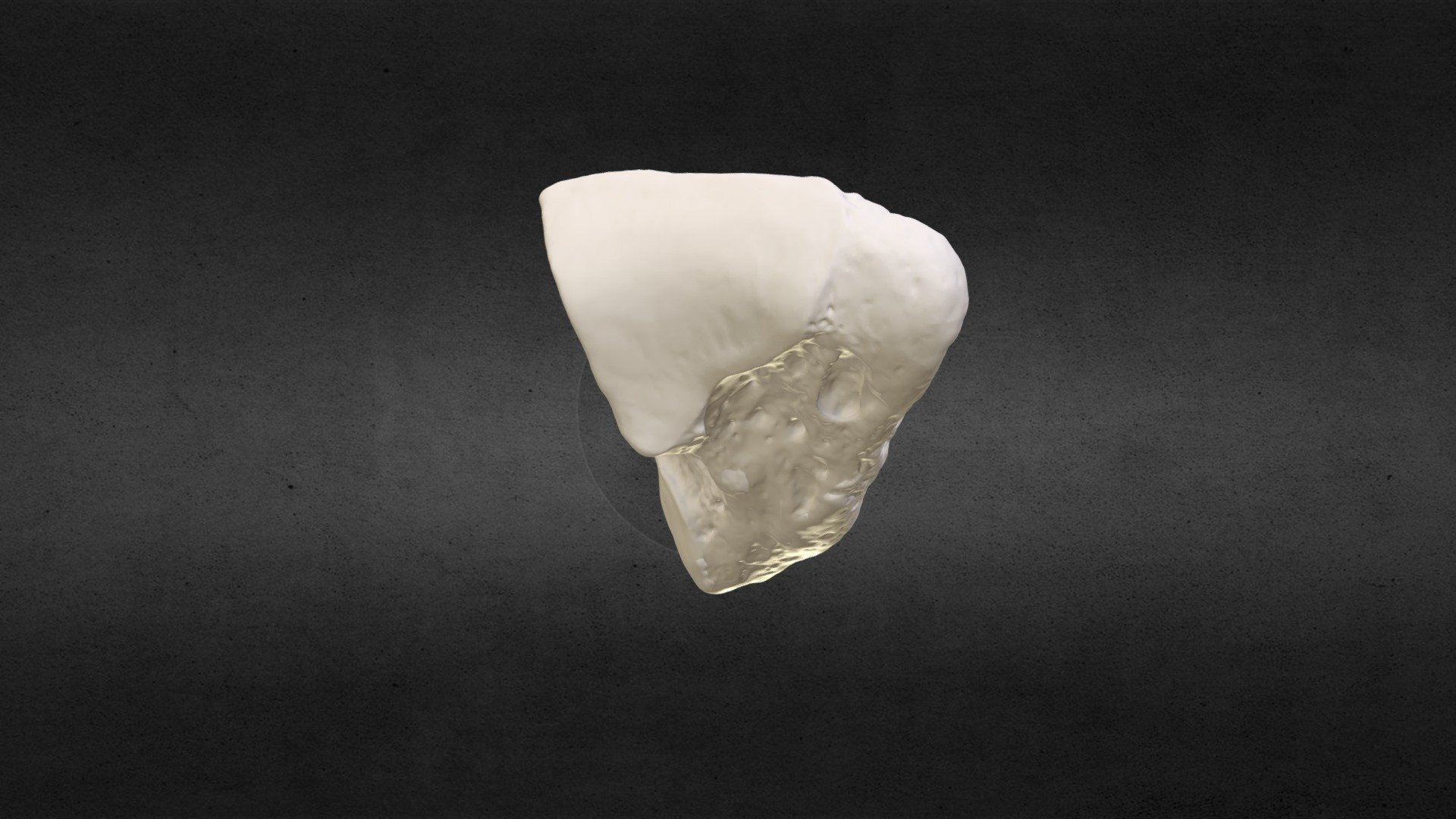 Loxodanta africana (elephant) R Scaphoid