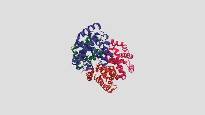 Hämoglobin 3D Model
