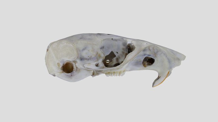 UWYMV:Mamm:2167, Chaetodipus hispidus, Crania – Free 3D Model STL