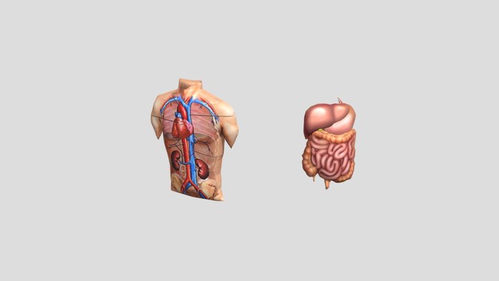 Organ manusia 3D Model