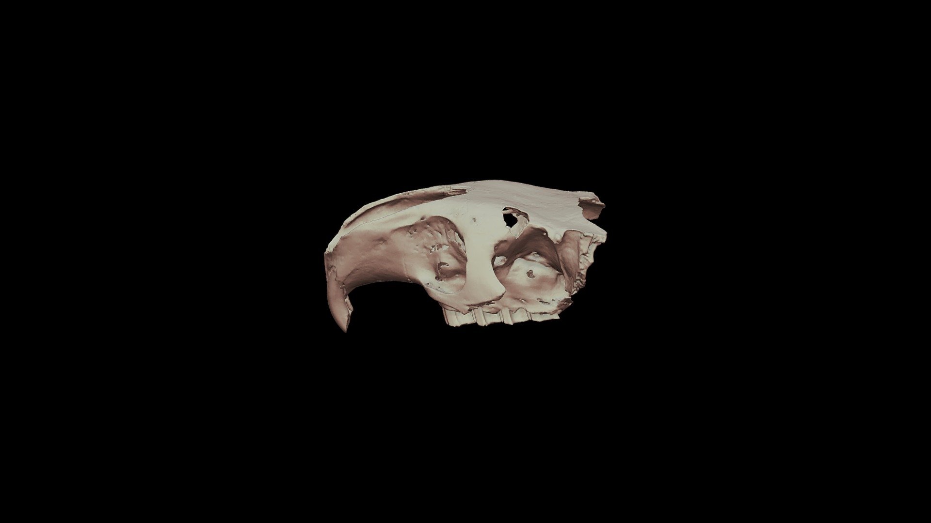 Plagiodontia aedium