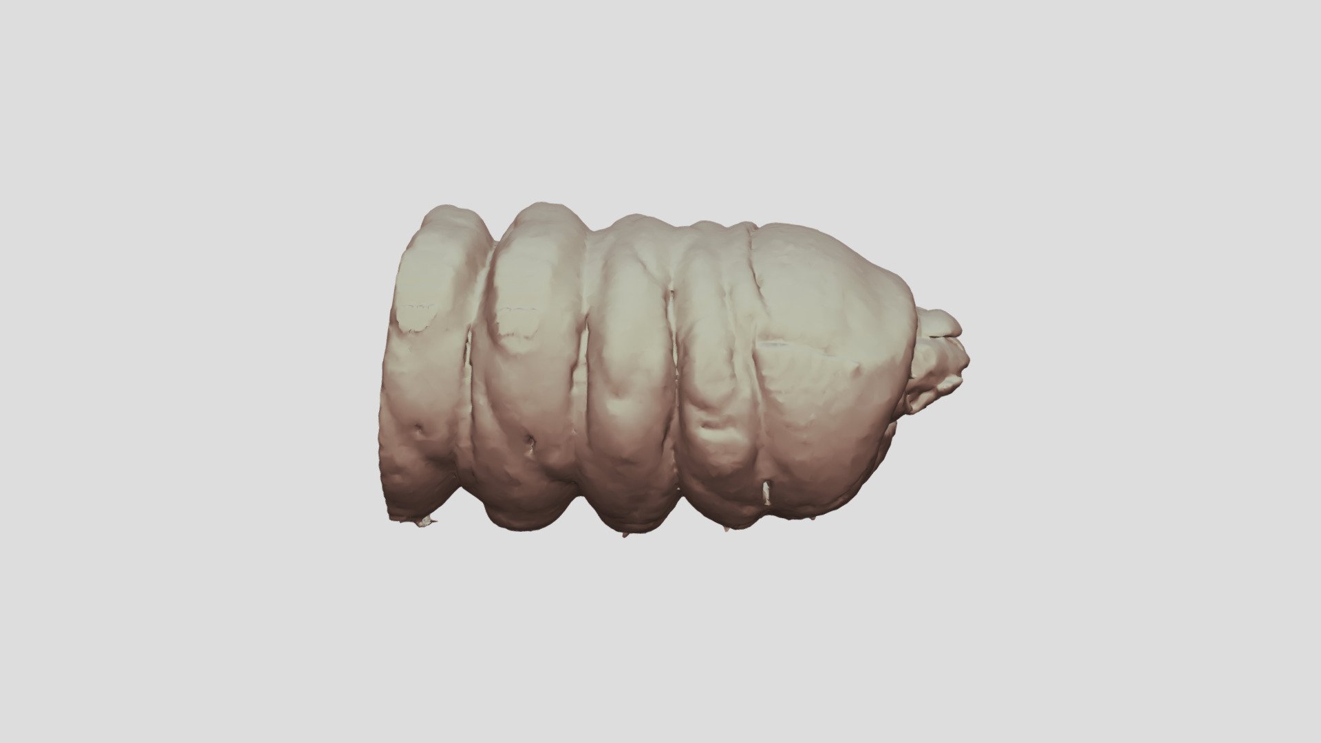Cacosceles newmannii larva. Sample Nr10