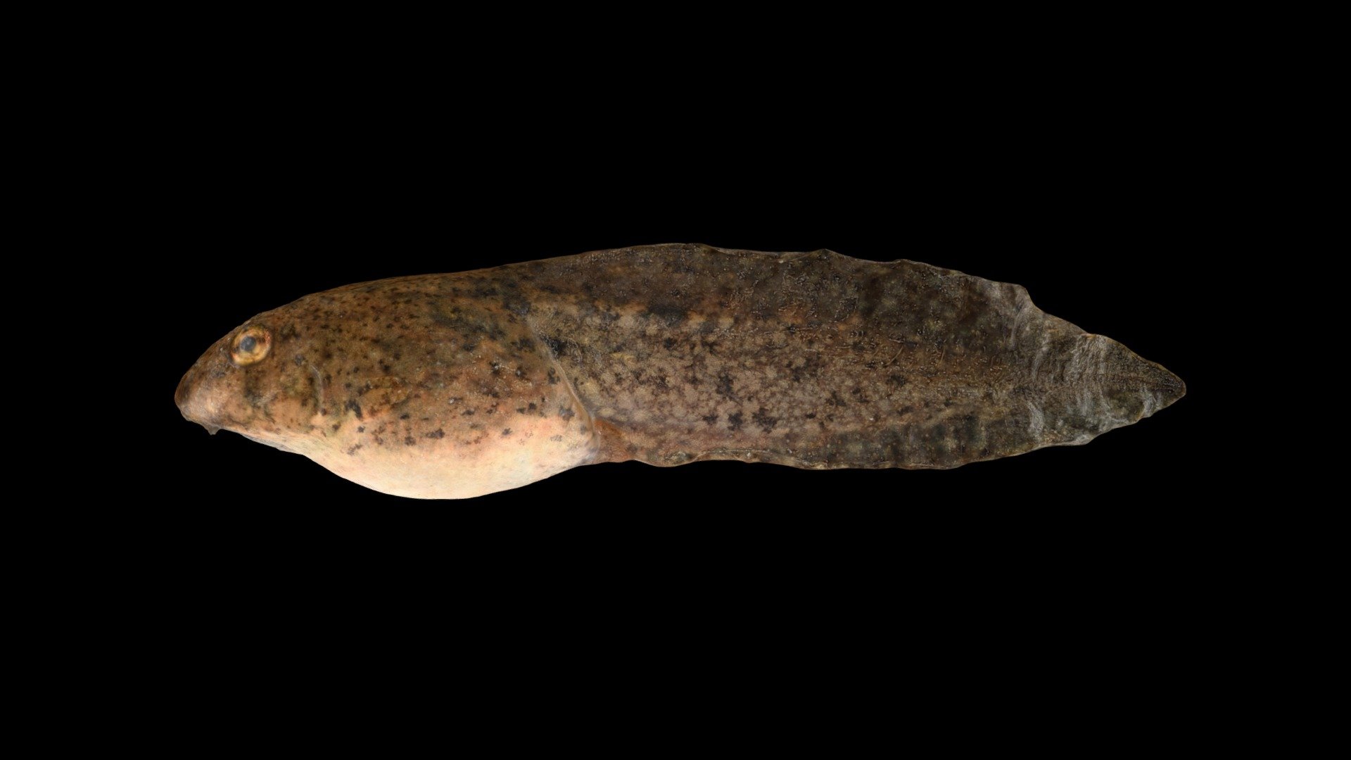 ツチガエル おたまじゃくし Tadpole, Glandirana rugosa