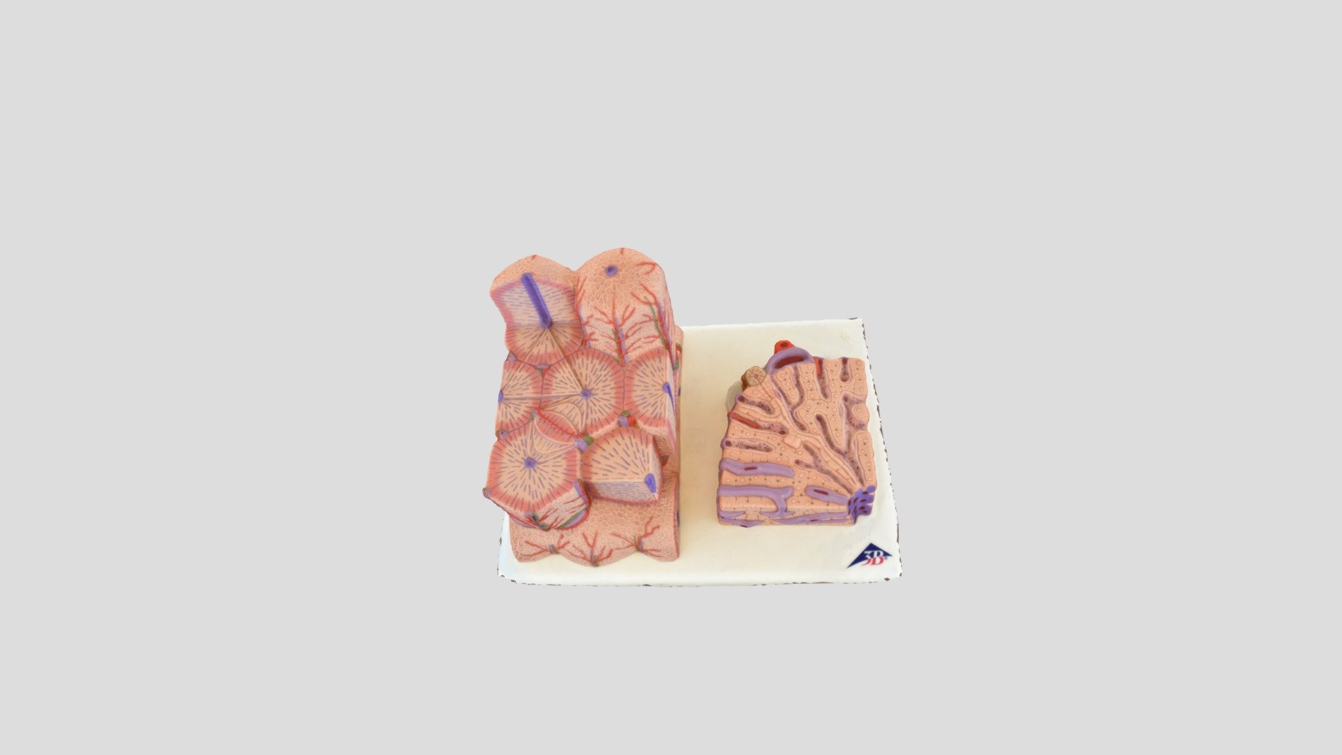 Liver Histology - 3D model by anatomyaaron [af611c7] - Sketchfab