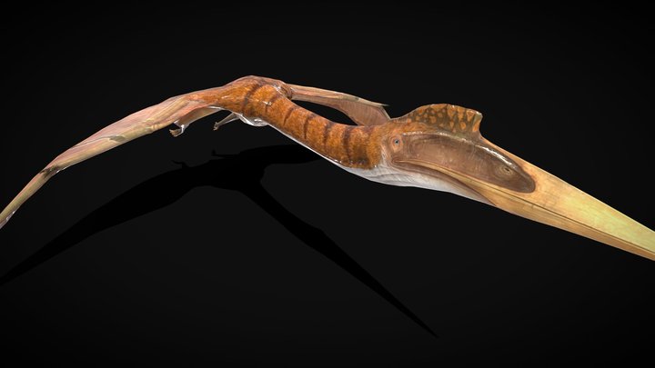 Quetzalcoatlus USA RIGGED 3D Model