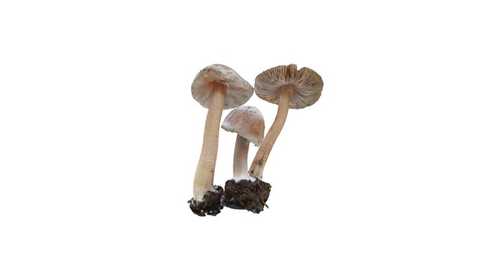 Unidentified Mushroom 1 3D Model