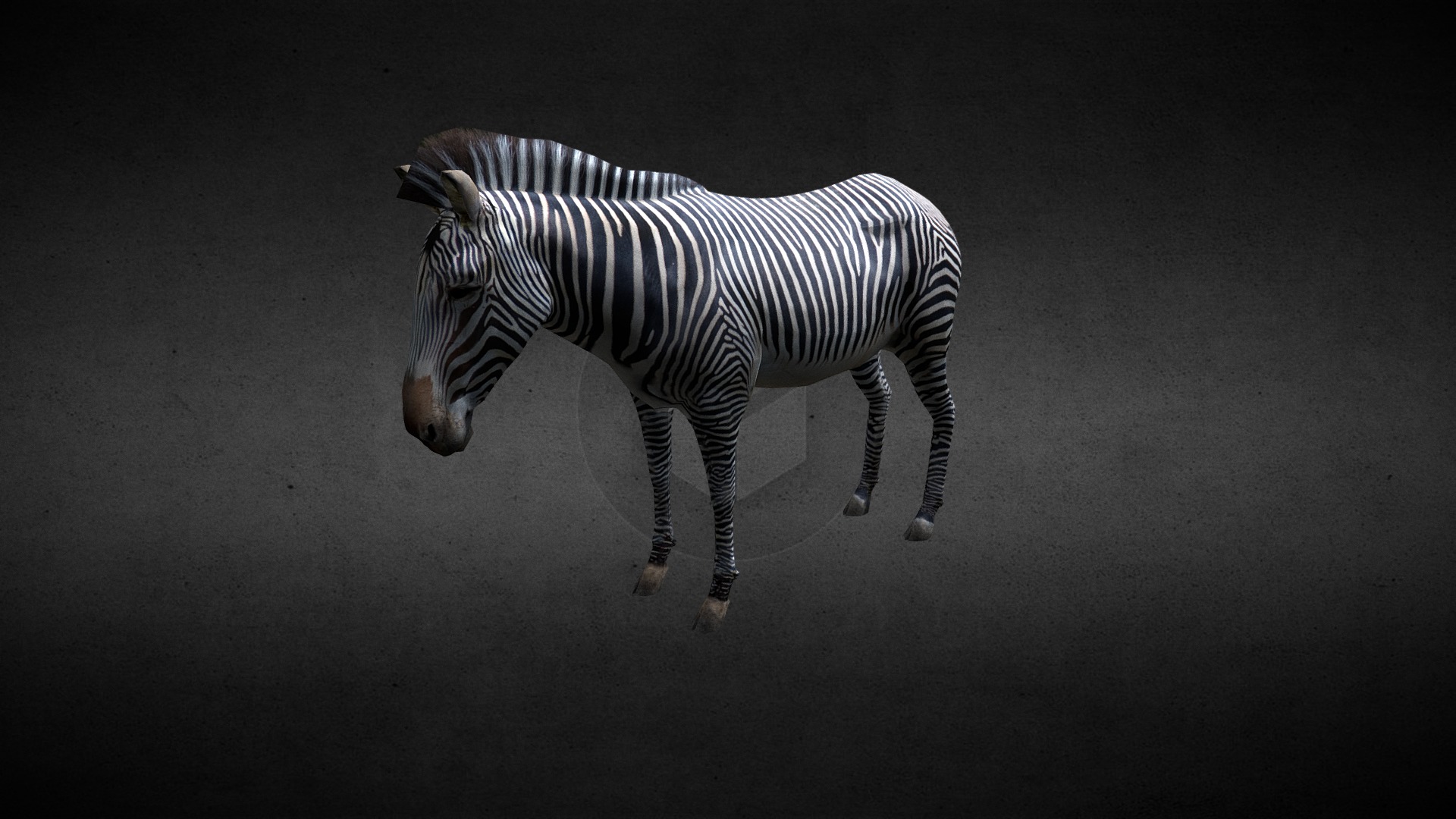 3D model Zebra (old) - This is a 3D model of the Zebra (old). The 3D model is about a zebra walking on a black background.