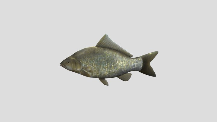 Golden Carp Fish 3D Model