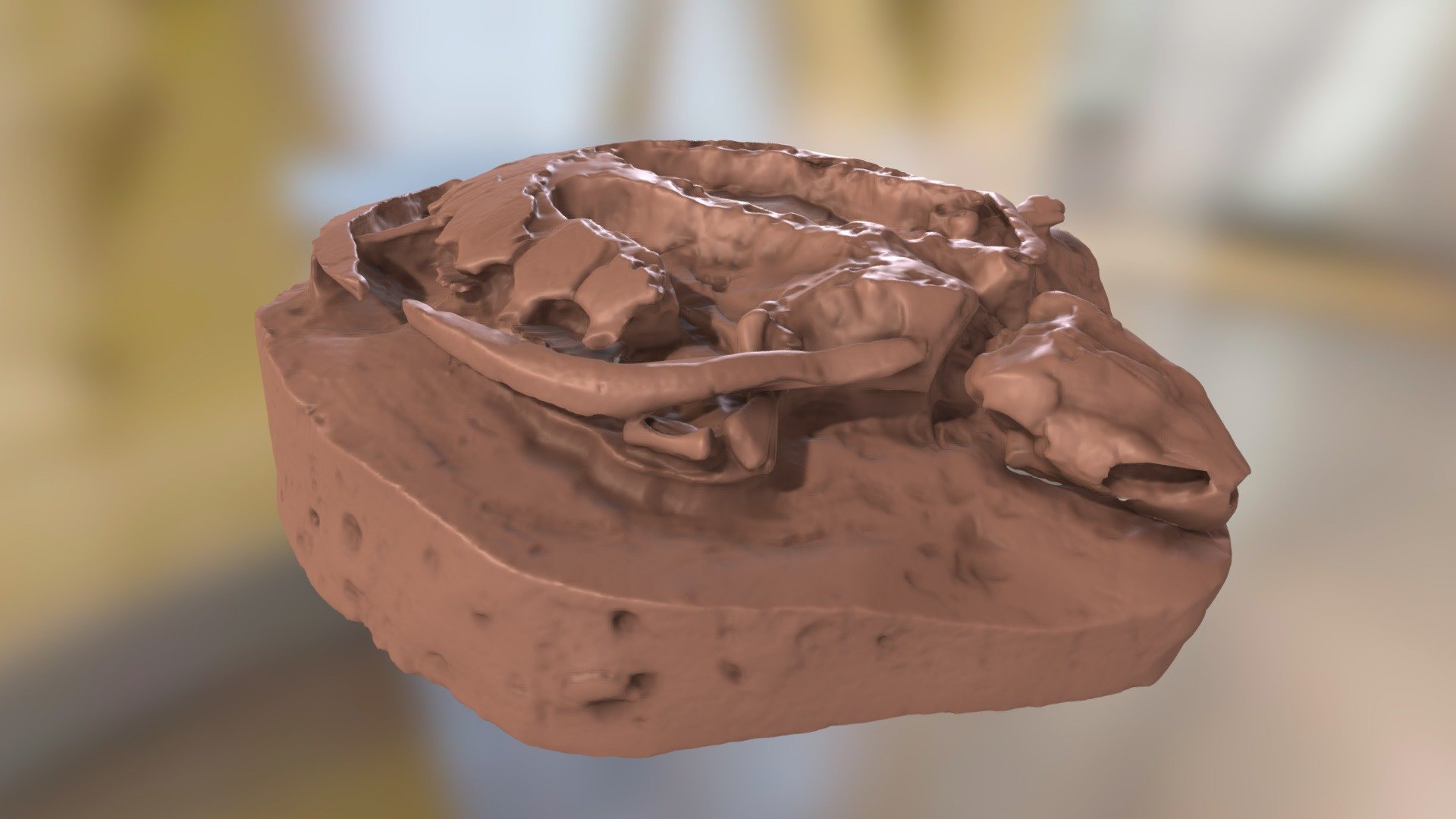ChM PV7002 - Ashleychelys palmeri skeleton