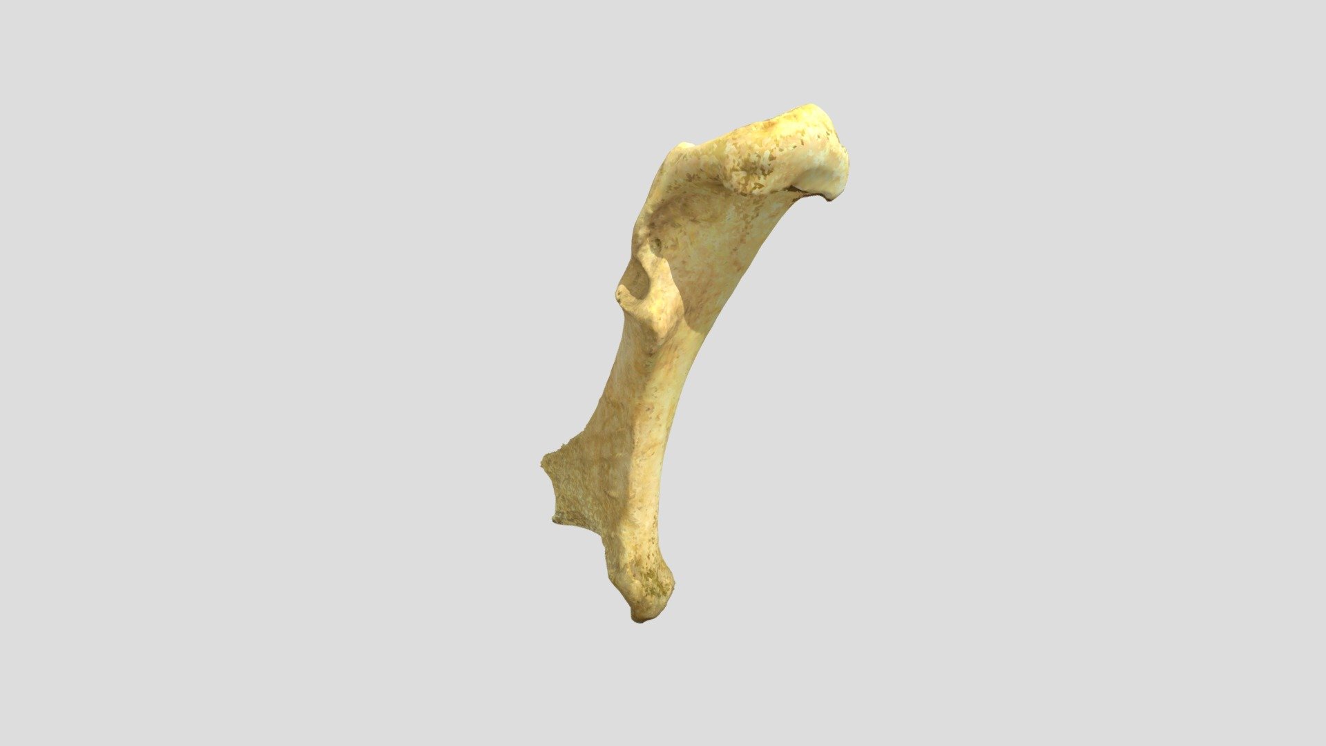 Canada Goose Coracoid (VCU_3D_5095)