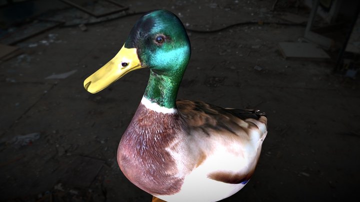 Duck free 3d model 3D Model