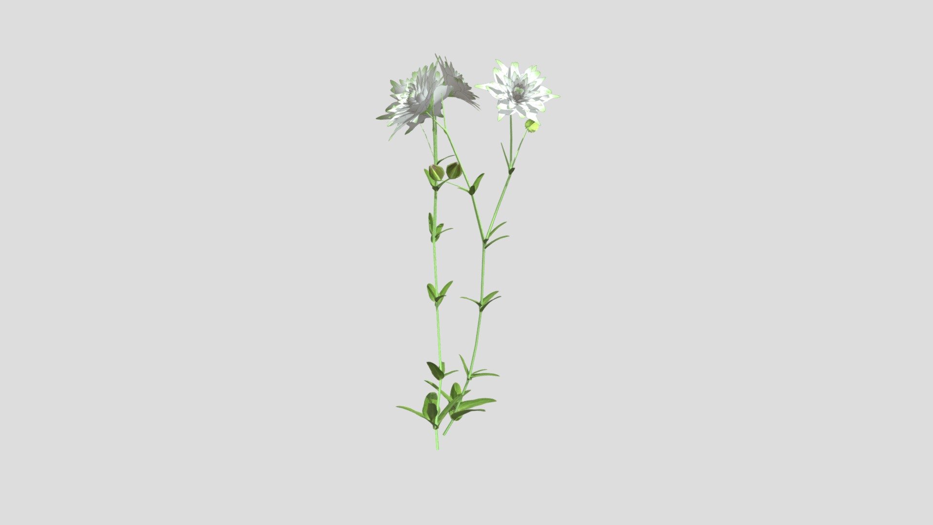 Aquilegia vulgaris White Barlow Akeleie - Buy Royalty Free 3D model by ...