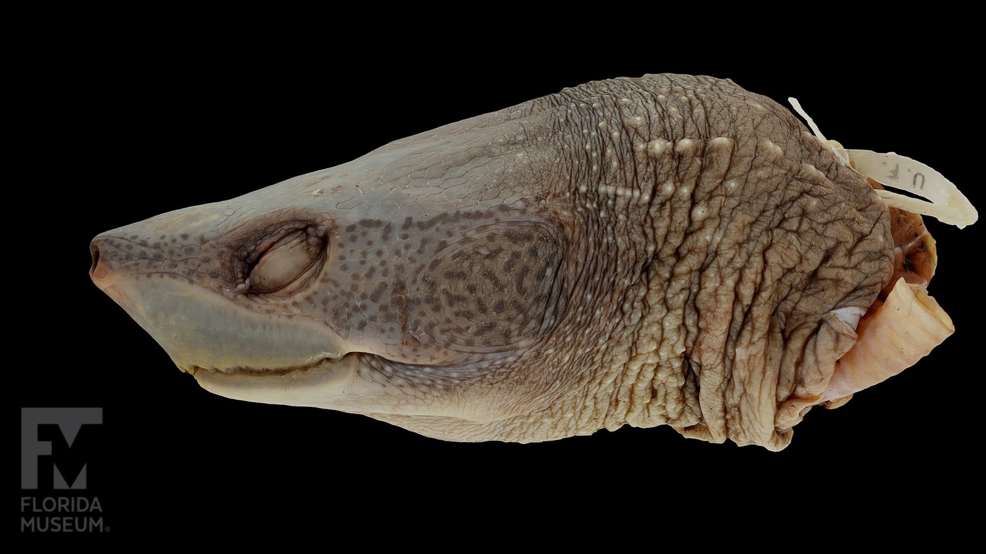 Hickatee Turtle Head (UF Herp 84769) - 3D model by FloridaMuseum ...