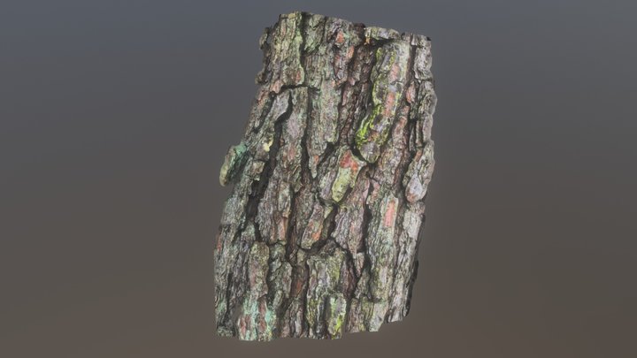 Bark of tree(Photoscan) 3D Model