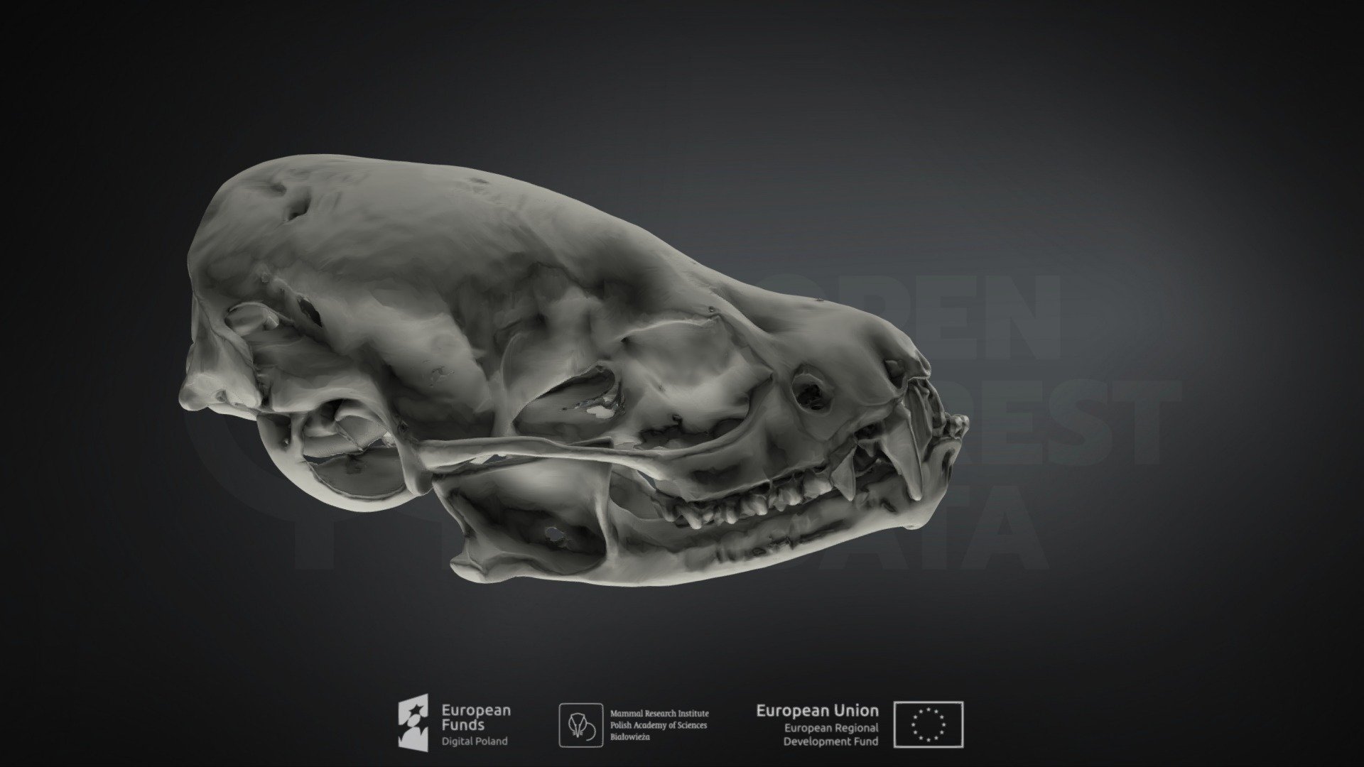 Pipistrellus nathusii/Nathusius’ Pipistrelle Bat