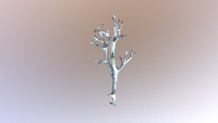 Cladonia arbuscula 3D Model