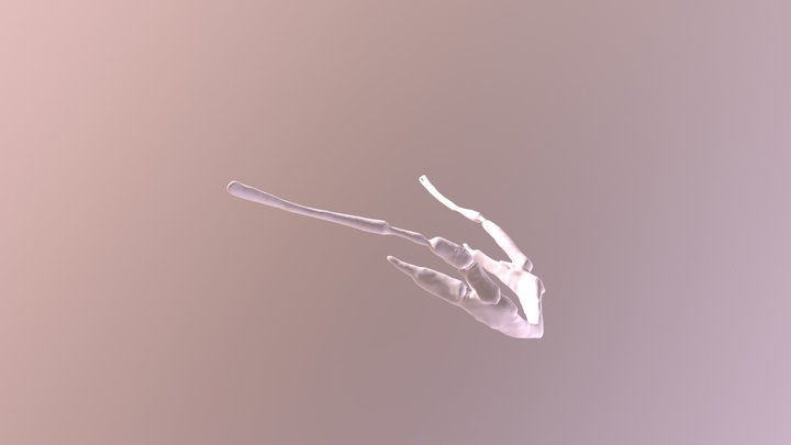 Aye-Aye Hyoid 3D Model